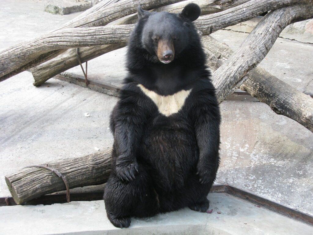 ツキノワグマのフリー画像